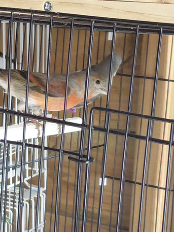 4 red siskin canary mules