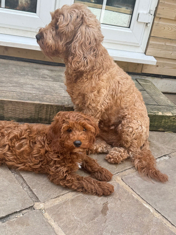 Cavapoo F1b