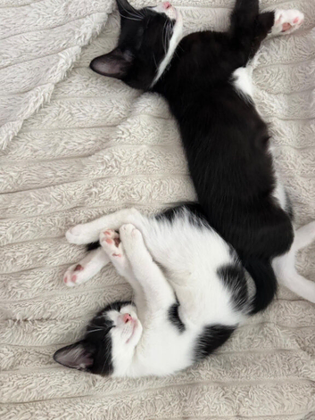 Kittens