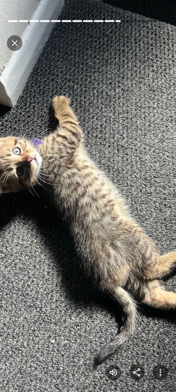 Mainecoon x bengal kittens