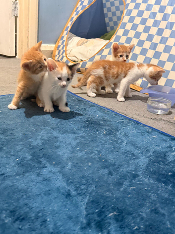 Cute Ginger Kittens Looking for Their Forever Family