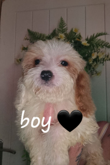 Cavapoochon