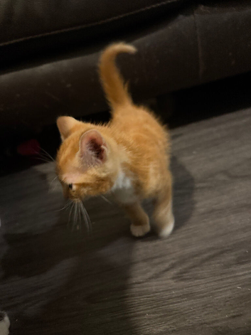 Ginger kittens