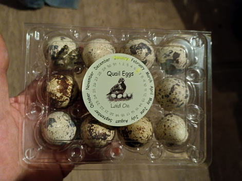 Cortnix quail eggs x12