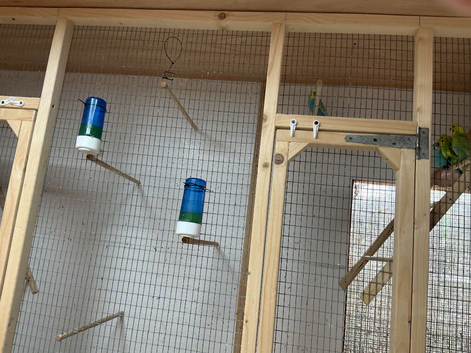 Budgies