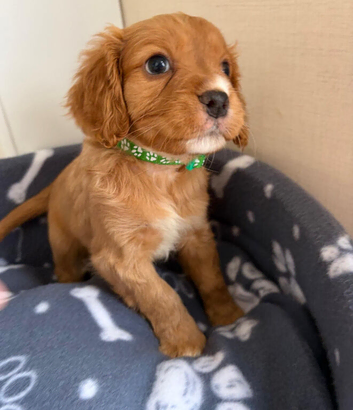 Cavapoo puppies