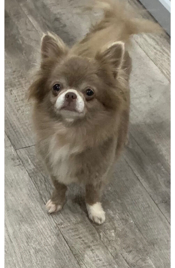 5* LICENSED SPAYED LILAC LONG COAT FEMALE