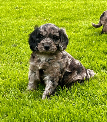 Beautiful Cockapoo puppies