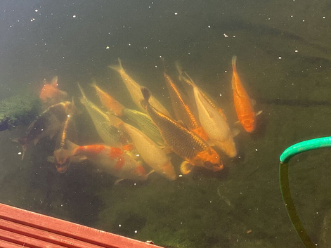 Koi carp