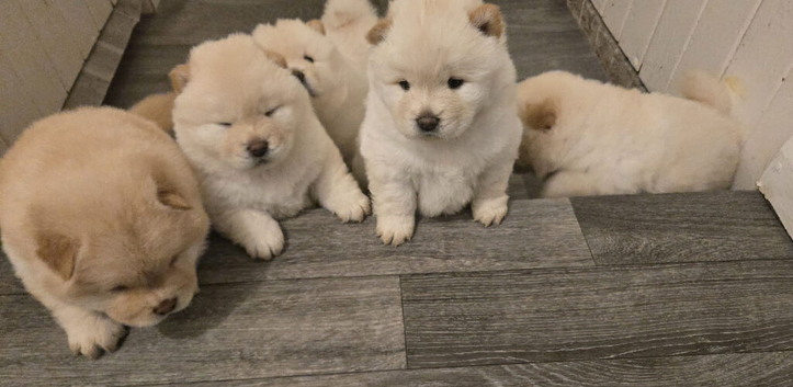Chow Chow puppies
