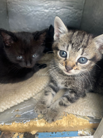 4 beautiful kittens
