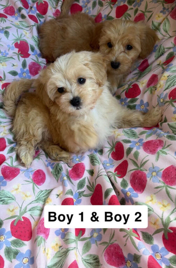 Very tiny F1 teddy bear maltipoo puppies