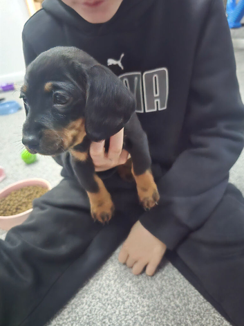 Miniature dachshunds