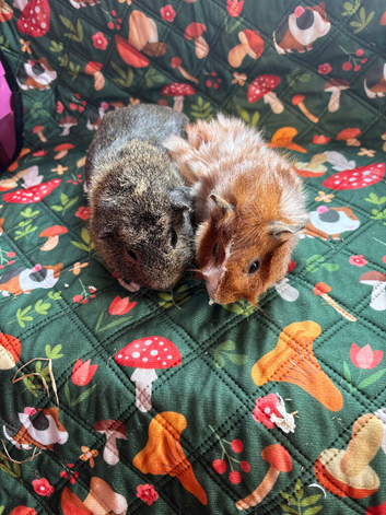 Two bonded boars