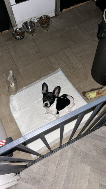 Dapple female puppy 6 months old.