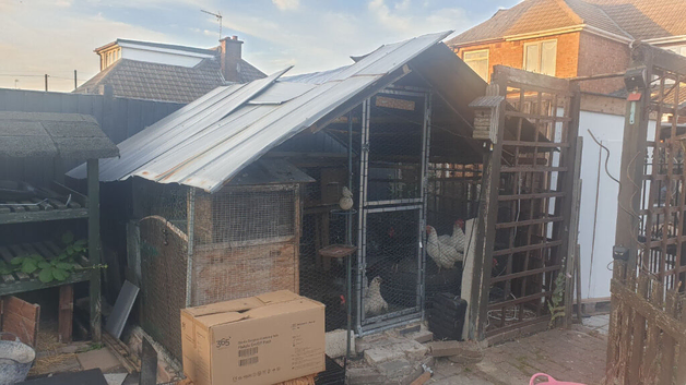 Flock of laying hens for sale with coup