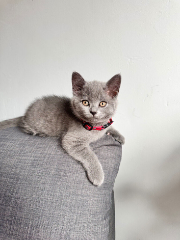 Kittens British Shorthair
