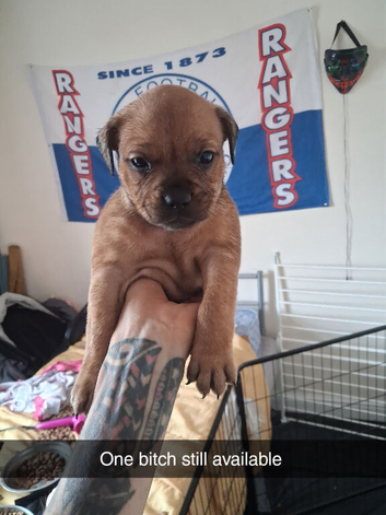 Staffyxrottiexfrenchie