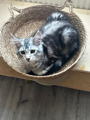 Maine Coon kittens last girl available