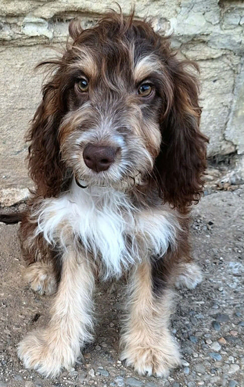 Stunning tri and chocolate with white F1 cockapoo puppies
