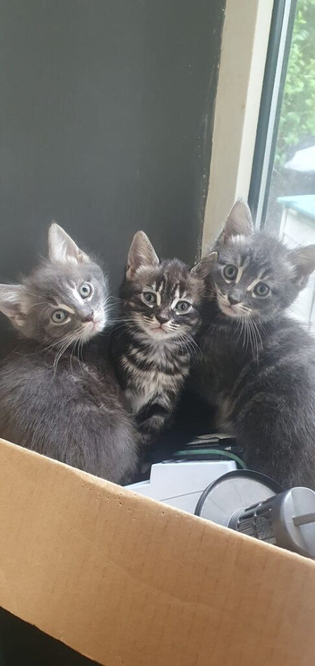 Still available 18th july Mixed Norwegian Forrest Kittens x bengal