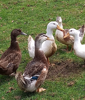 Young  ducks for sale