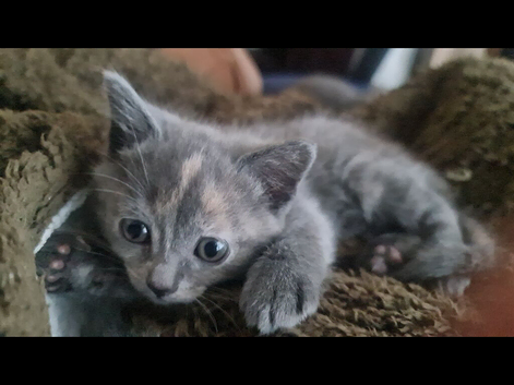 Ragdoll x kittens