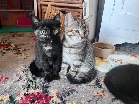 Beautiful kittens ready for new home - 4 available