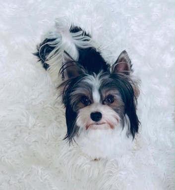Proven young mini stunning pedigree biewer 1.5kg