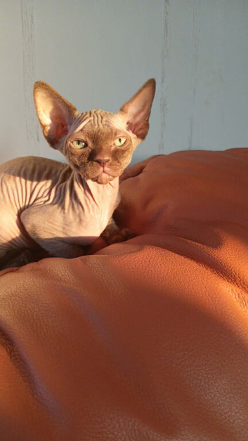 canadian sphynx