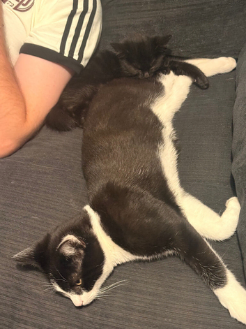1 male cat