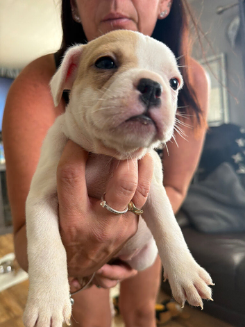 French bulldog x American bulldog pups