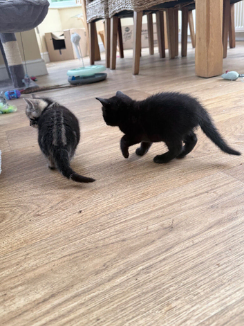 Two beautiful female kittens