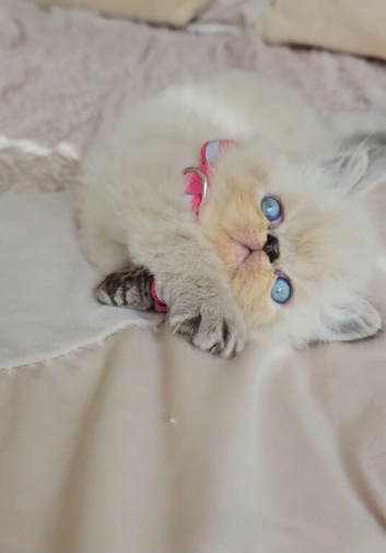 Stunning Pedigree Persian Kittens!Ready To Go Next Week!