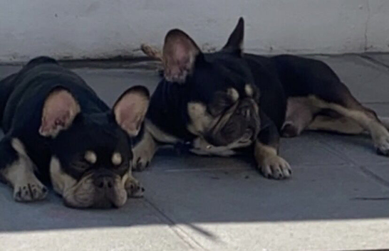 French bulldogs
