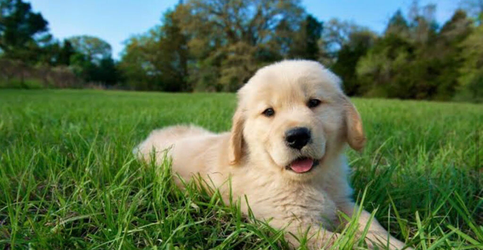 Dog walking and dog sitting