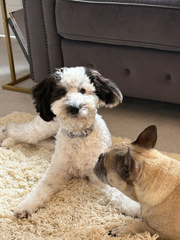 8 month old cockapoo