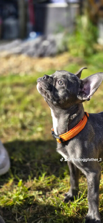 Boston x frenchie