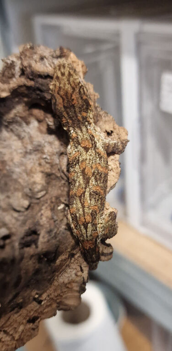 Rhacodactylus leachianus high colour & pattern baby