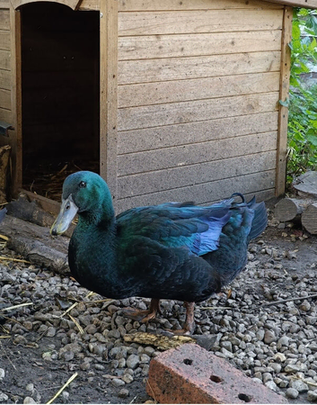 Cayuga ducklings