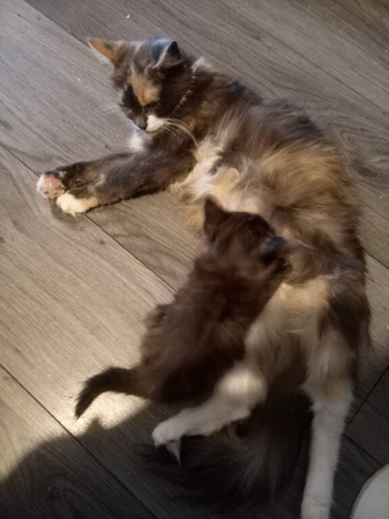 Female kitten