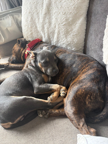 6 month old staff cross