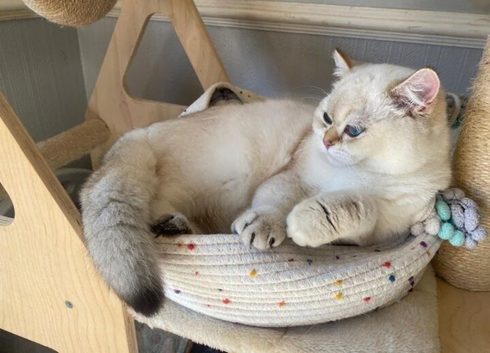 GCCF British Shorthair Chocolate Golden ColourPoint