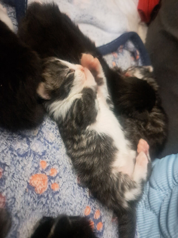 Kittens