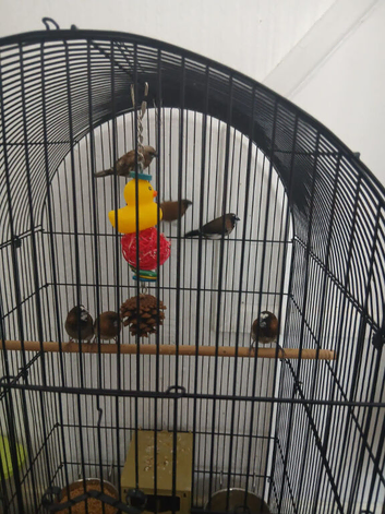 Mixed of female and males