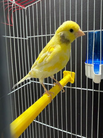Young male canary with cage