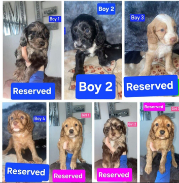 x1 Black Boy Available - Cockapoo Puppies