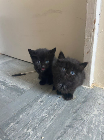 Male kitten
