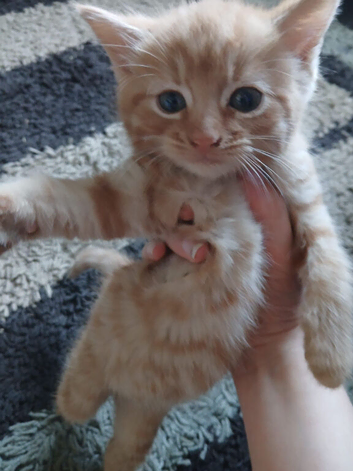 Stunning kittens ready now