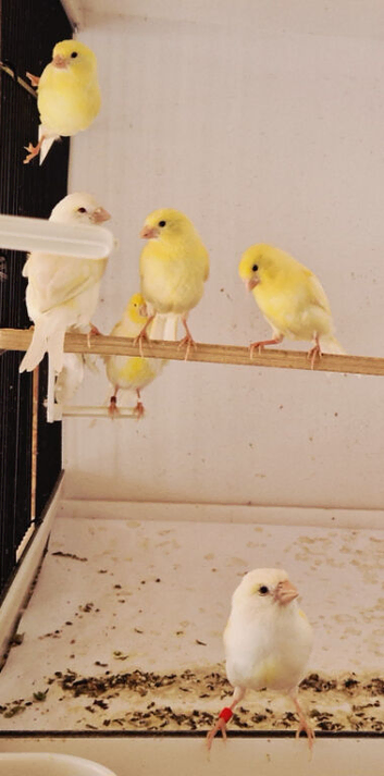 Native Finches & Canaries